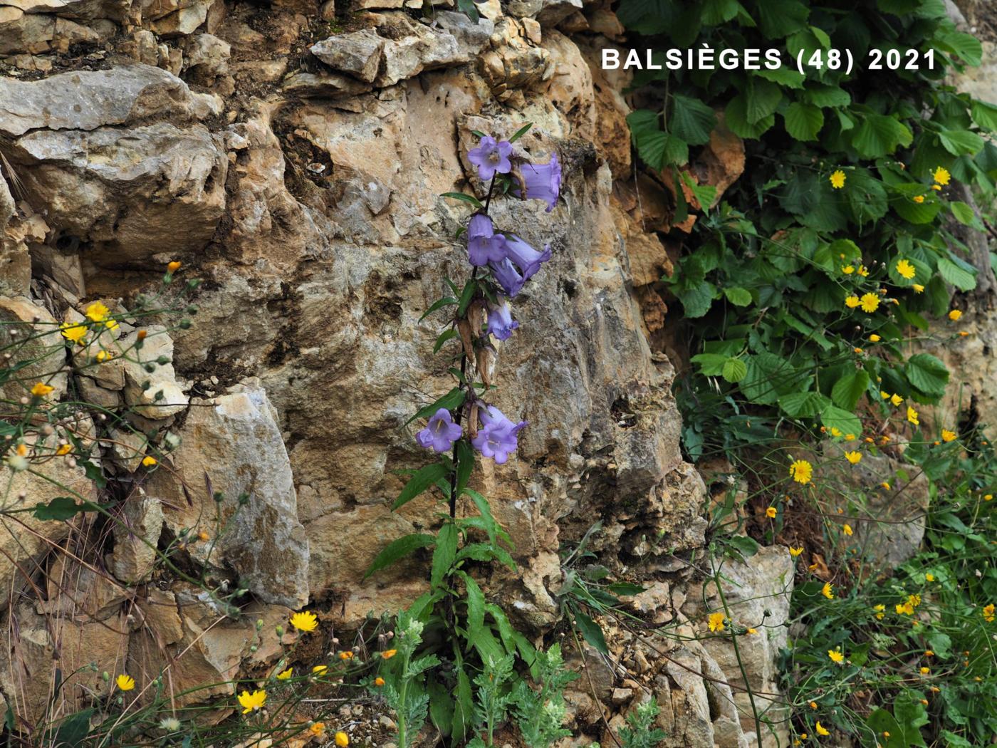 Canterbury Bells plant